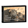 Edades, Cornamentas y Pintas en los Toros de Lidia