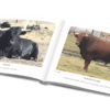 Edades, Cornamentas y Pintas en los Toros de Lidia
