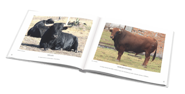 Edades, Cornamentas y Pintas en los Toros de Lidia